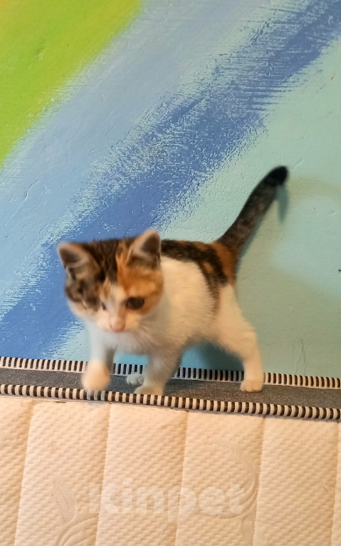 Кошки в Санкт-Петербурге: Котенок Девочка, Бесплатно - фото 2