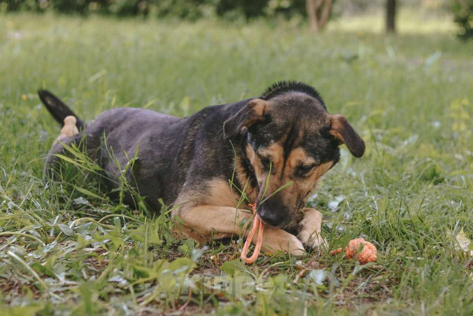 Собаки в Москве: Умнице Мартыну нужен дом Мальчик, Бесплатно - фото 7