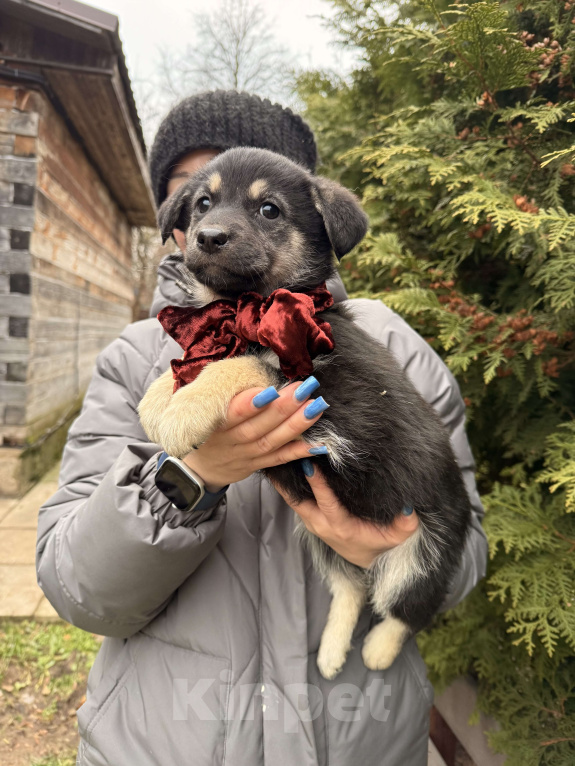 Собаки в Москве: Красивые щенки 2 мес в дар! Дайте шанс стать домашними! Девочка, Бесплатно - фото 3
