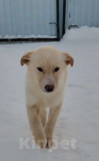 Собаки в Наро-Фоминске: Герцог якутенок команды ппбж Якутска Мальчик, Бесплатно - фото 3
