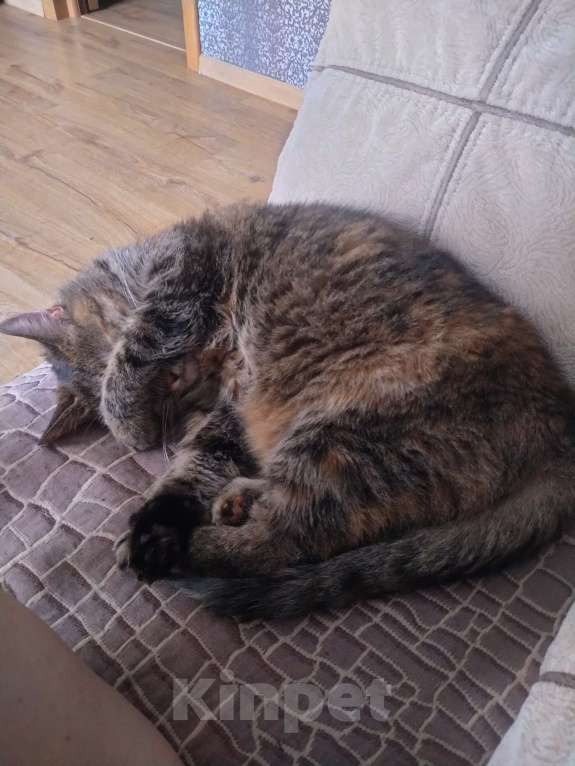 Кошки в Санкт-Петербурге: Кошка в добрые руки Девочка, 10 руб. - фото 4