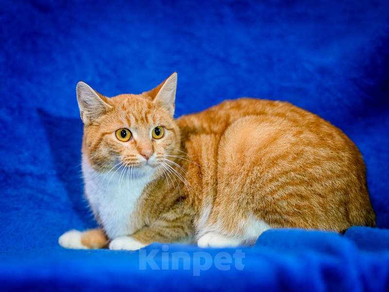 Кошки в Москве: Котята — метисы британской породы в добрые руки Девочка, Бесплатно - фото 7