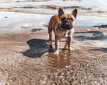 Собаки в Самаре: Французский бульдог Вязка, 1 руб. - фото 1