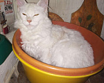 Кошки в Александровске-Сахалинском: Котята Мейн-кун,, 7 000 руб. - фото 1