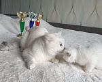 Кошки в Мичуринске: Вязка, 5 000 руб. - фото 1