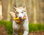 Собаки в Москве: Красавчик хаски Харт в добрые руки Мальчик, 1 руб. - фото 7
