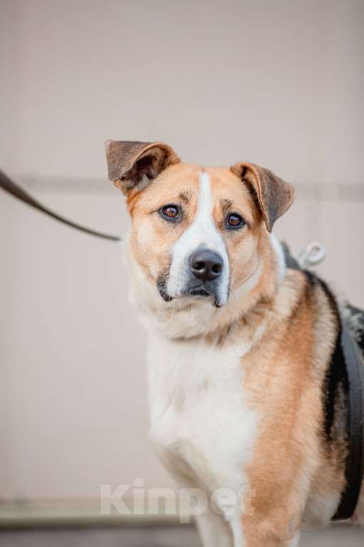 Собаки в Москве: Гаечка Девочка, Бесплатно - фото 10