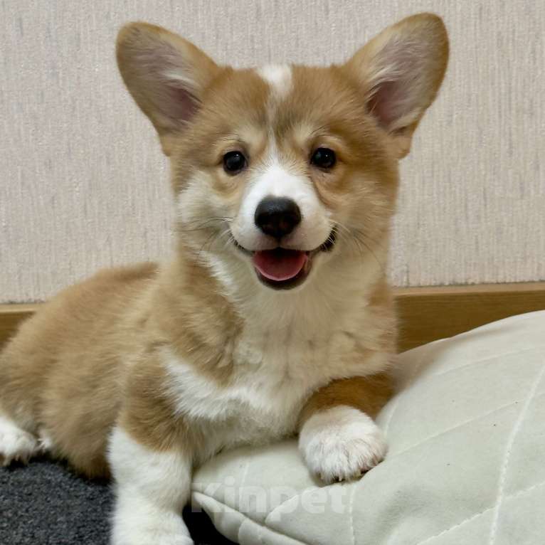 Собаки в других городах Московской области: Красивая девочка Девочка, 50 000 руб. - фото 2