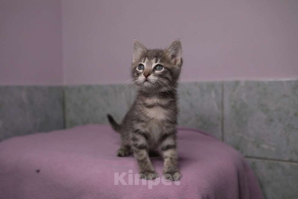 Кошки в Москве: Котенок с ладошку. Шилопопа Стрекоза Девочка, Бесплатно - фото 2