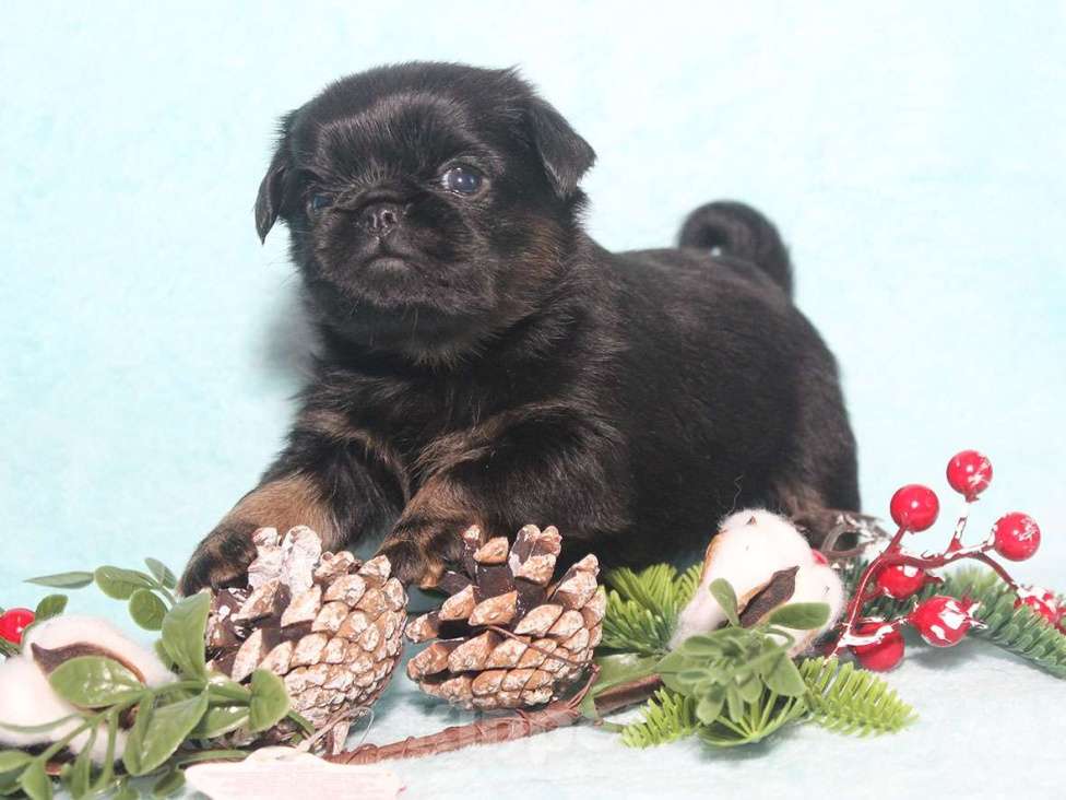 Собаки в Санкт-Петербурге: Красотка Девочка, 80 000 руб. - фото 8