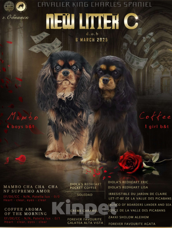 Собаки в Обнинске: Щенок Кавалер Кинг Чарльз Спаниель  Мальчик, 80 000 руб. - фото 4