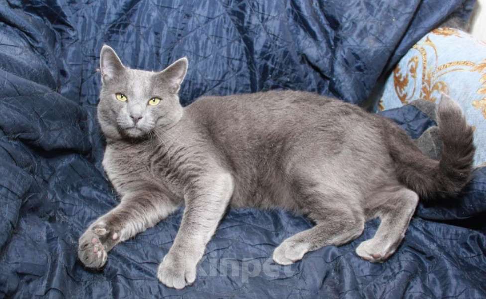 Кошки в Москве: Шерри, русская голубая.  Красавица кошечка в добрые руки. Девочка, Бесплатно - фото 1