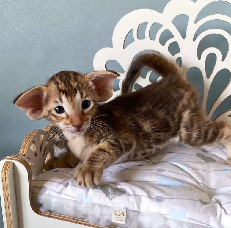 Кошки в Краснодаре: Ориентальные котята Девочка, Бесплатно - фото 2