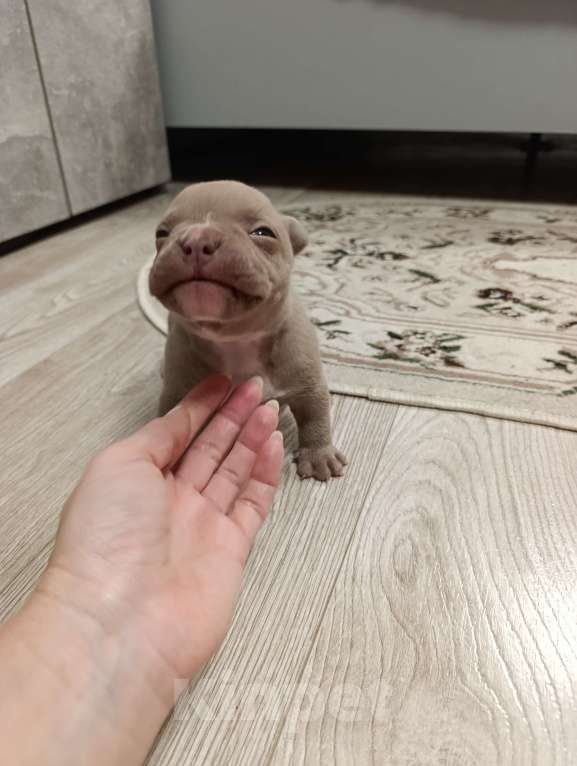 Собаки в Краснодаре: Мальчики американского булли  Мальчик, 80 000 руб. - фото 2