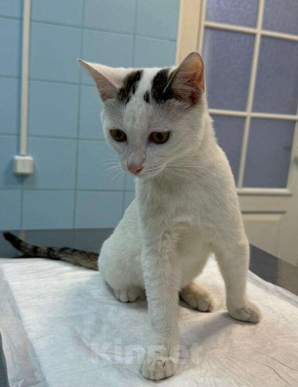 Кошки в Москве: Белый котенок подросток Месси в добрые руки Мальчик, 1 руб. - фото 6