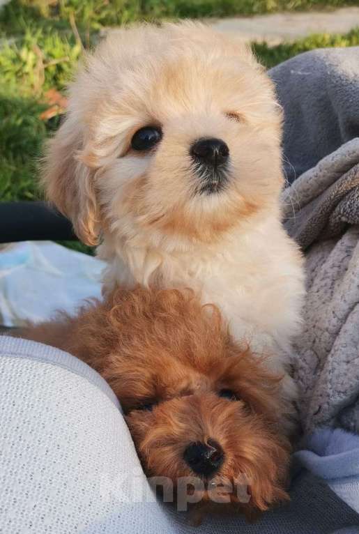 Собаки в Москве: Игрушечнные, милейшие мальтипушки разного возраста. Мальчик, 50 000 руб. - фото 8
