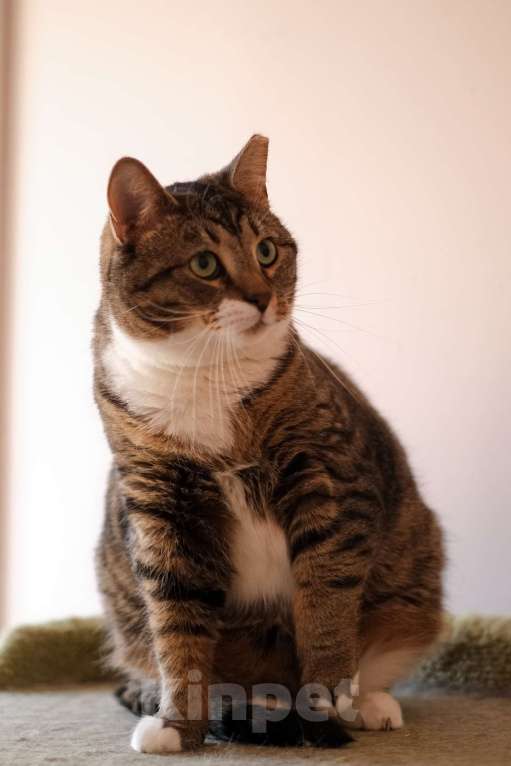 Кошки в Санкт-Петербурге: Проша из приюта в добрые руки Мальчик, Бесплатно - фото 7