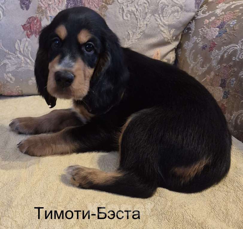 Собаки в Подольске: Щенок русского охотничьего спаниеля Девочка, 65 000 руб. - фото 1