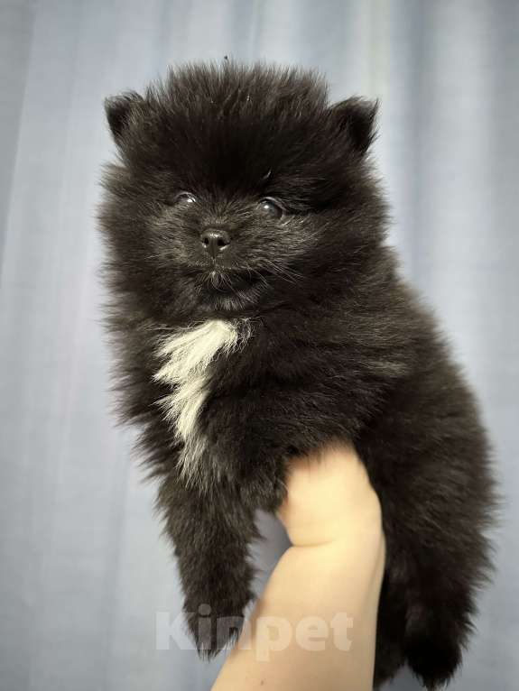 Собаки в Рязани: Померанский шпиц  Девочка, 26 000 руб. - фото 4