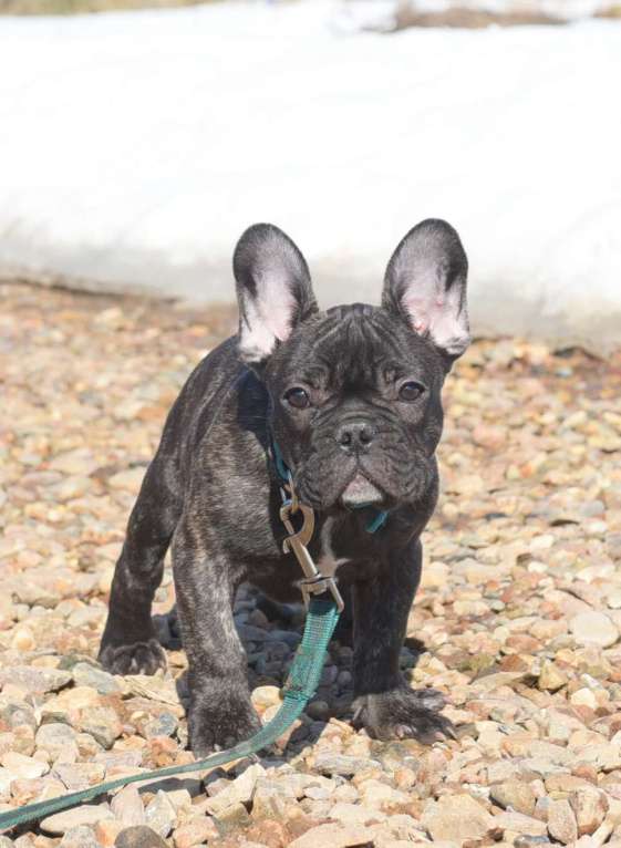 Собаки в Москве: Тигровый мальчик Мальчик, 45 000 руб. - фото 3