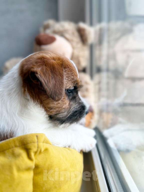 Собаки в Санкт-Петербурге: Кобель Джек Рассел терьера  Мальчик, 80 000 руб. - фото 3