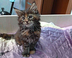 Кошки в Омске: Котята породы мейн-кун Девочка, 5 000 руб. - фото 1