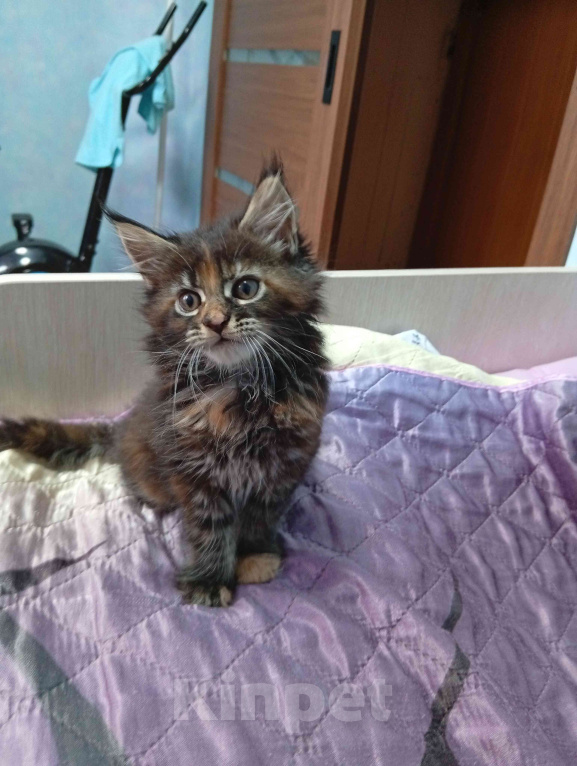 Кошки в Омске: Котята породы мейн-кун Девочка, 5 000 руб. - фото 1