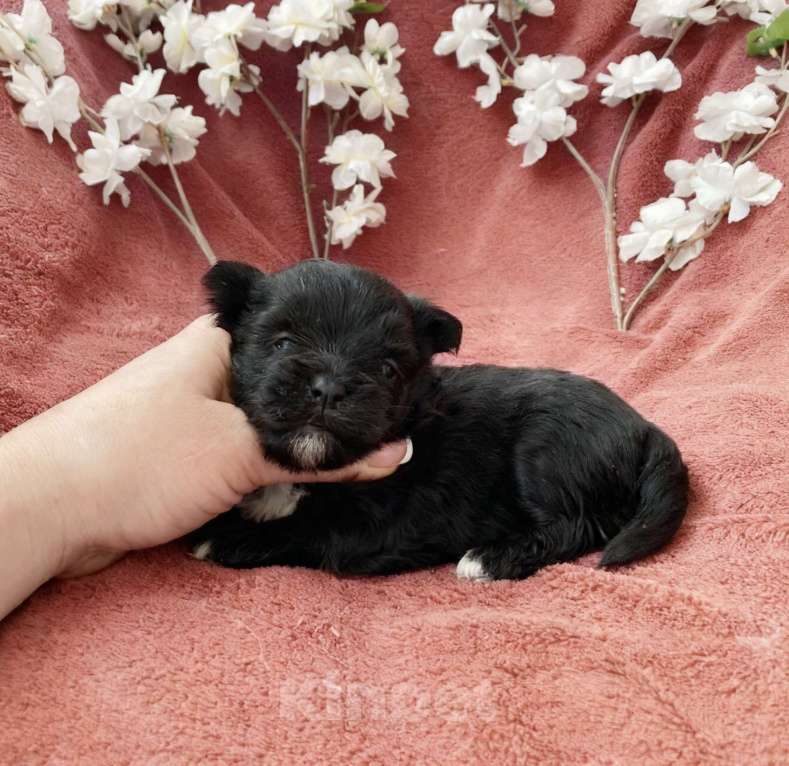 Собаки в Москве: Чёрный йорк девочка Девочка, 100 000 руб. - фото 7