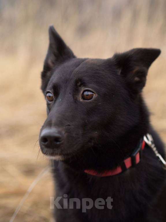 Собаки в Москве: Арабика ждёт своих родителей Девочка, Бесплатно - фото 1
