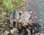 Кошки в других городах Ленинградской области: Котята в добрые руки Разнополые, Бесплатно - фото 3