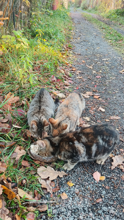 Кошки в других городах Ленинградской области: Котята в добрые руки Разнополые, Бесплатно - фото 3