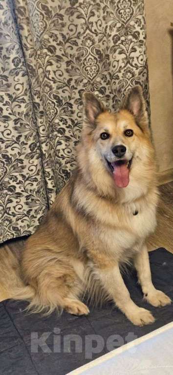 Собаки в Москве: Иногда жизнь поворачивается против тебя...так и случилось с Риком ...  Мальчик, Бесплатно - фото 3