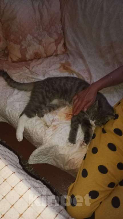 Кошки в Москве: Тимон Мальчик, Бесплатно - фото 4