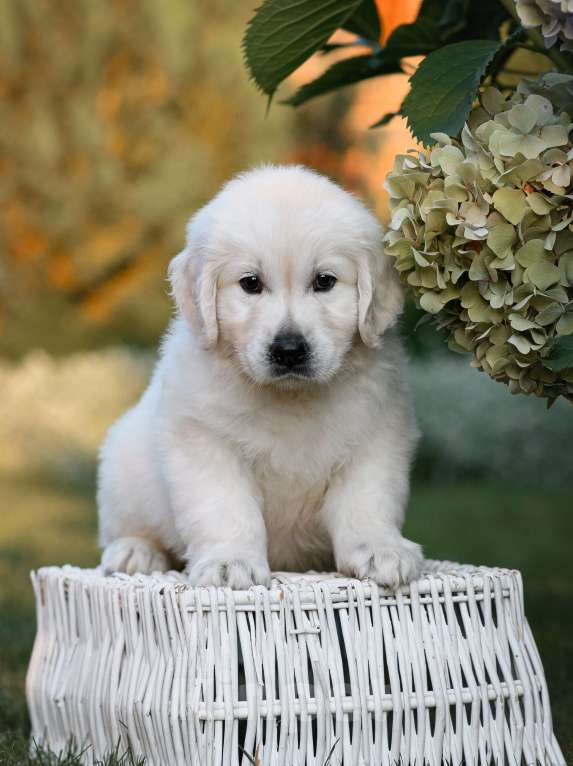 Собаки в Калининграде: голден ретривер,золотистый ретривер щенки Мальчик, Бесплатно - фото 2