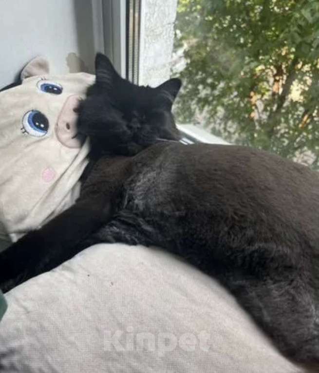 Кошки в Санкт-Петербурге: Ищет новый дом Девочка, Бесплатно - фото 5