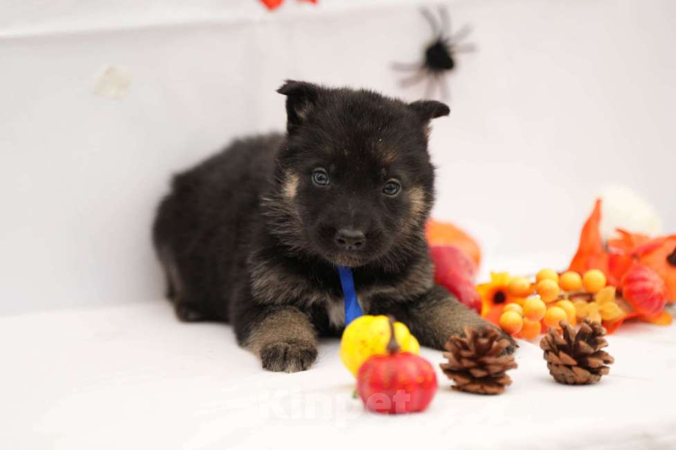 Собаки в других городах Московской области: Мальчик восточноевропейская овчарка с документами  Мальчик, 65 000 руб. - фото 1