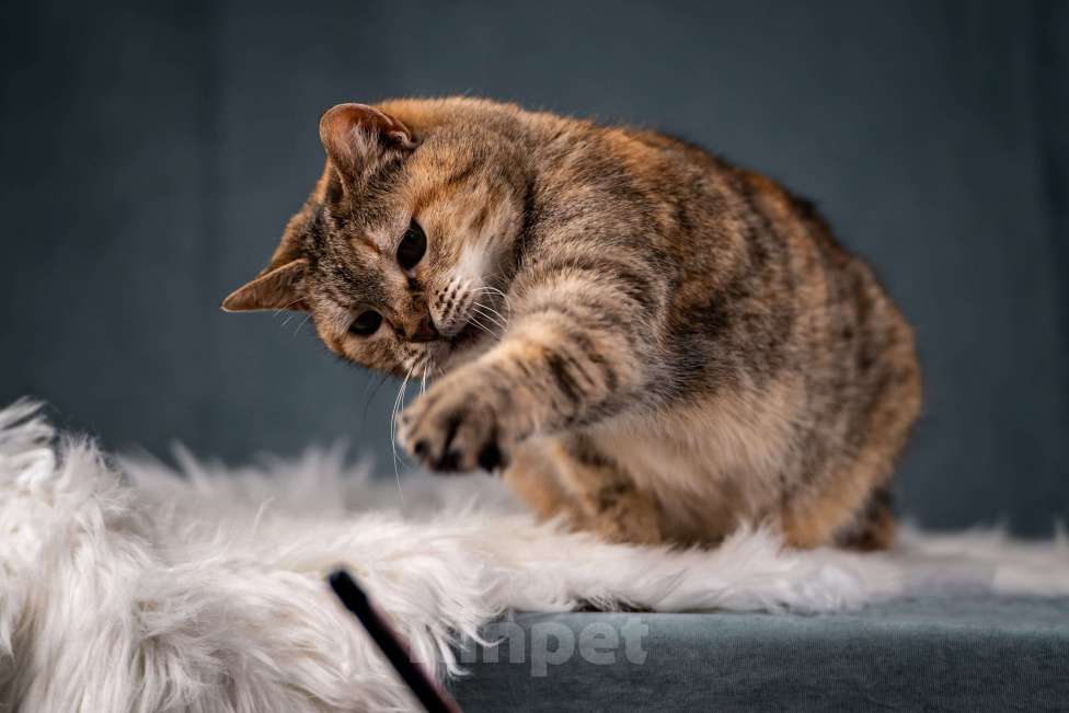 Кошки в Клине: Мадам — необычная кошечка Девочка, Бесплатно - фото 8