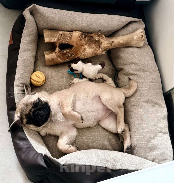 Собаки в Туле: Щенок мопса Девочка, 20 000 руб. - фото 5