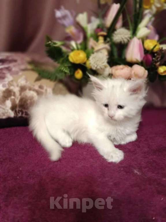 Кошки в Подольске: Белоснежное чудо, принесет в длм Счастье и Благополучие! Котенок мальчик добрый и очень умный. Мальчик, 15 000 руб. - фото 5