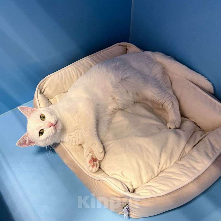 Кошки в Москве: Белоснежная кошечка грустит одна взаперти 💔 Девочка, Бесплатно - фото 4