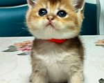 Кошки в Мытищах: Золотой тикированный  Мальчик, 12 000 руб. - фото 3