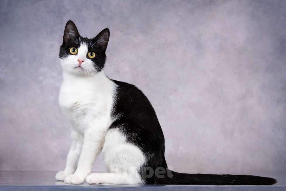 Кошки в Москве: Грациозность и любопытство– знакомьтесь, Мася! Девочка, 1 руб. - фото 8