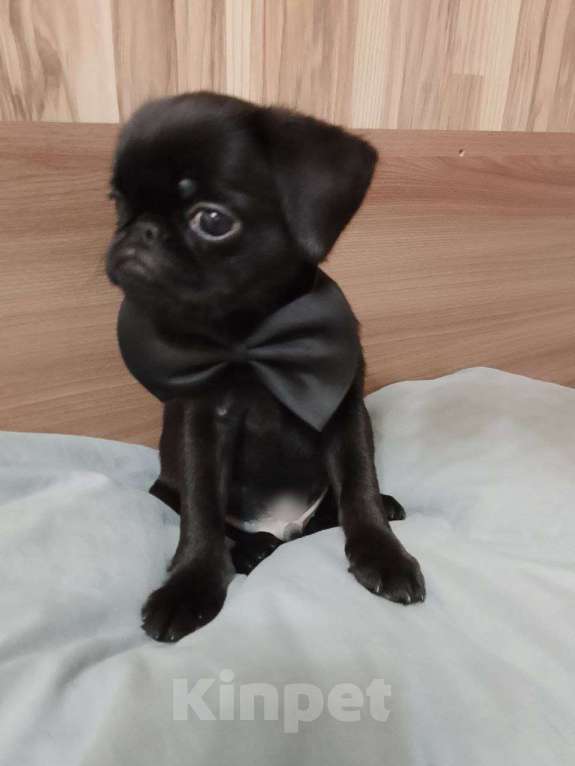 Собаки в Мурманске: Продам щенков пти брабансона Мальчик, 40 000 руб. - фото 2