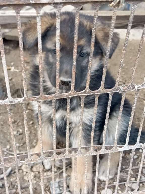 Собаки в других городах Крыма: Щенки немецкой овчарки Девочка, Бесплатно - фото 1