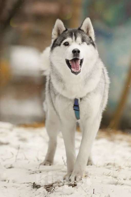 Собаки в Москве: Замечательный хаски Марсель очень срочно ищет дом и заботливых родителей! Мальчик, Бесплатно - фото 6