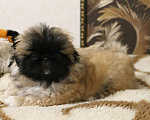 Собаки в Кургане: Щенок пекинеса Мальчик, 15 000 руб. - фото 2
