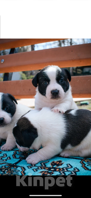 Собаки в Симферополе: Девочка Девочка, 19 000 руб. - фото 6