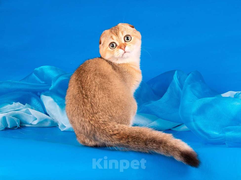 Кошки в Санкт-Петербурге: Золотой мальчик скоттиш фолд Мальчик, Бесплатно - фото 3