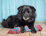 Собаки в Рязани: Джус - умнейший метис немецкого шпица Мальчик, Бесплатно - фото 3