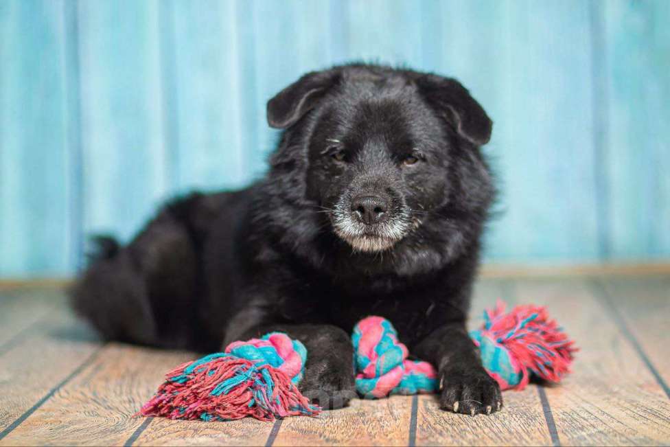Собаки в Рязани: Джус - умнейший метис немецкого шпица Мальчик, Бесплатно - фото 3